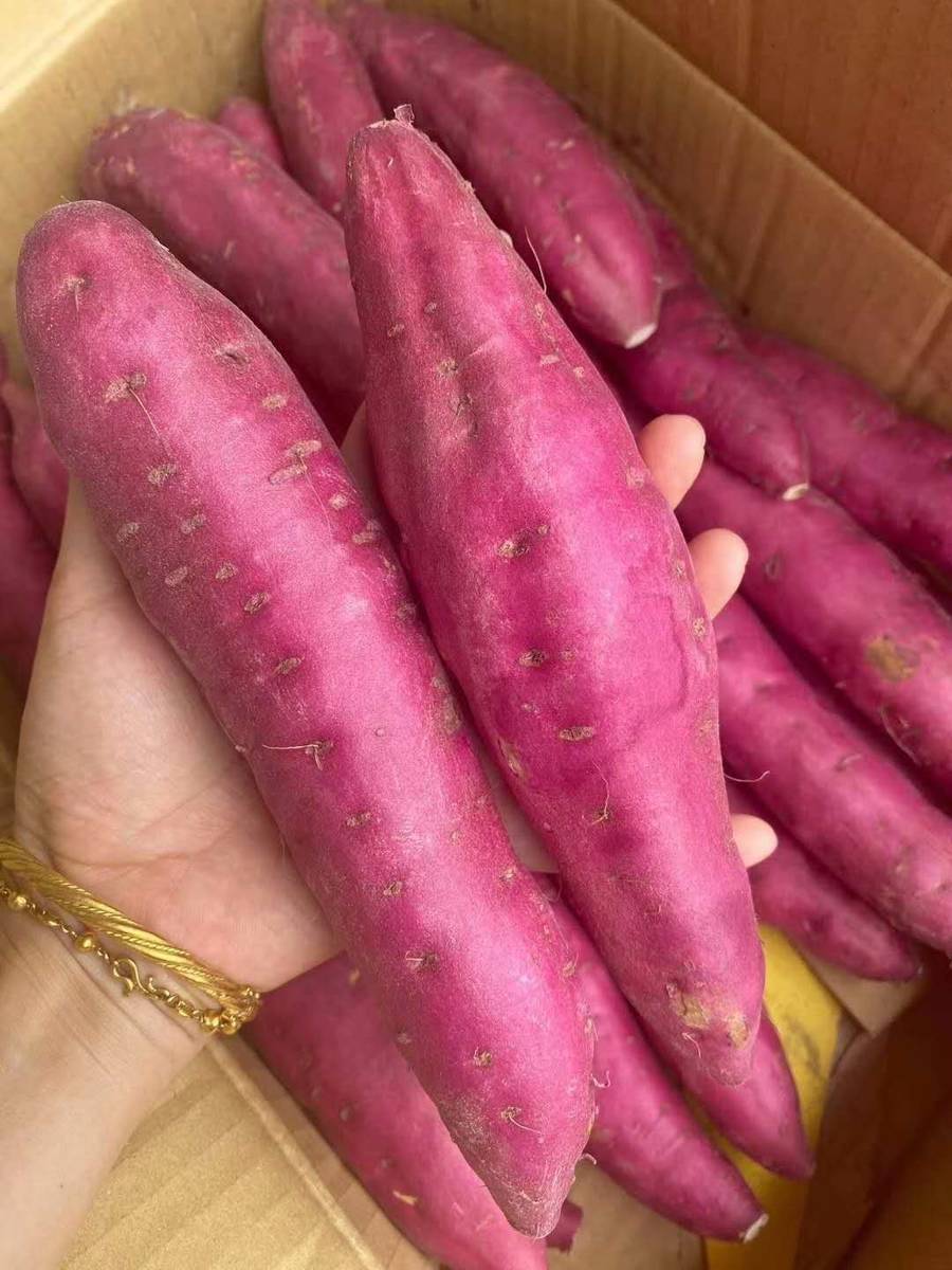 【全国包邮】日本品种地瓜~鸣门金时板栗地瓜,鲜艳的外观让人很有食欲