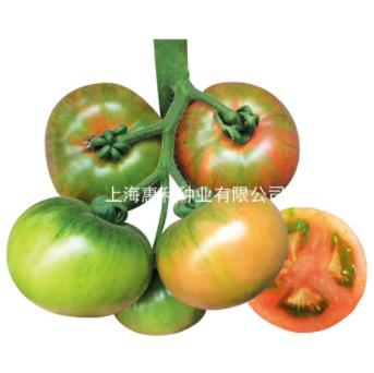 [专业种子] “青太郎”大番茄种子 商品图0