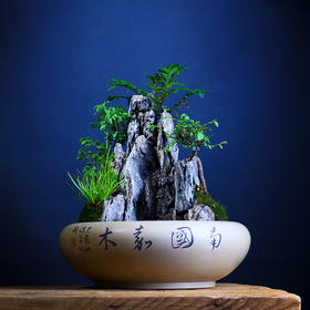 紫器丹青  盆栽风水缸