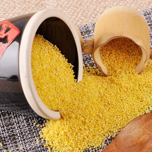 正宗陕北米脂黄小米500/1000克袋装 商品图2