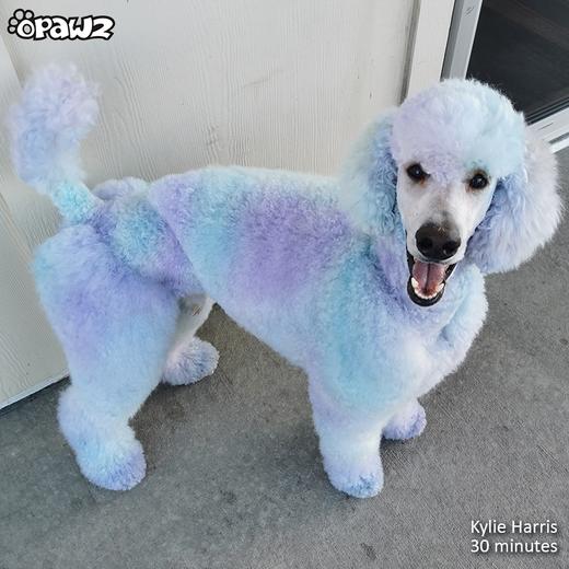 宠物染色香波-蓝色 500ml OPAWZ小爪印 商品图14