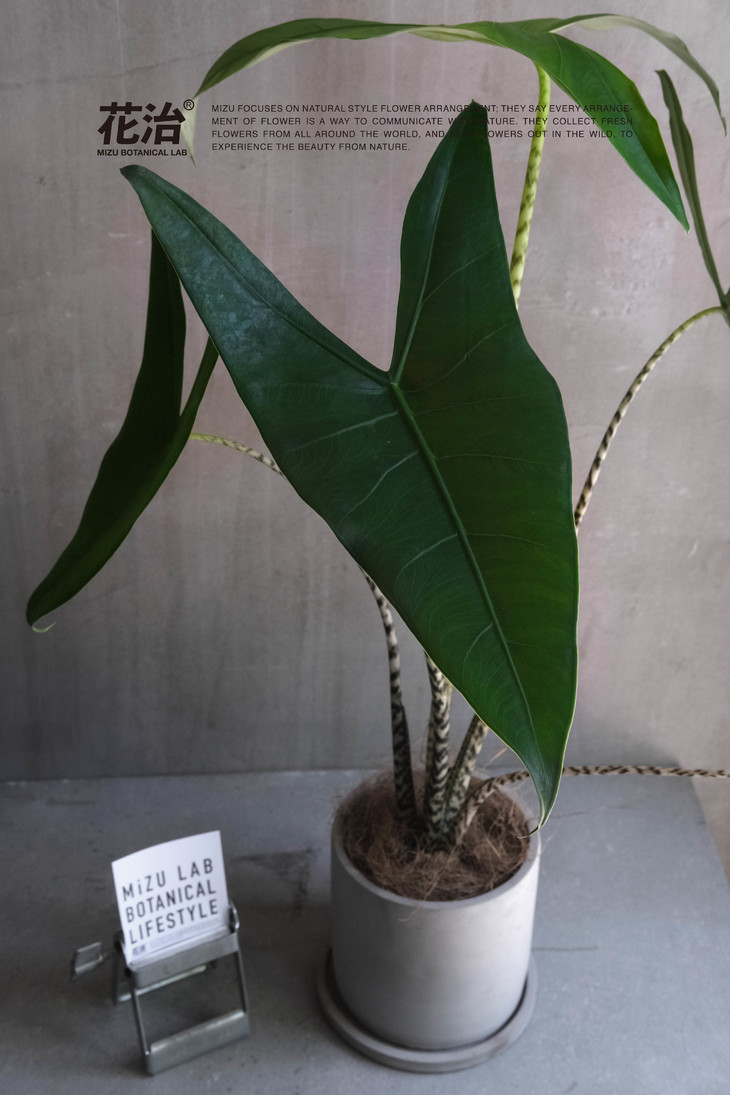 荷兰进口-斑马 alocasia zebrina
