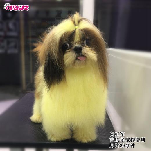 宠物染色香波-黄色 500ml OPAWZ小爪印 商品图9