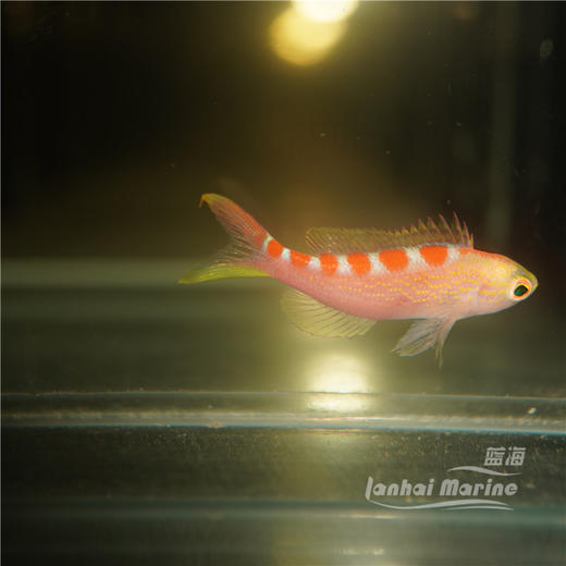 金虎纹宝石 商品图3