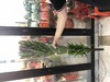 百合-黑宝石-三头-10枝/扎 商品缩略图2