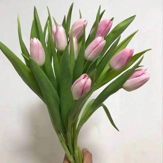 【读本鲜花】国产郁金香62元10支(下单请备注颜色)