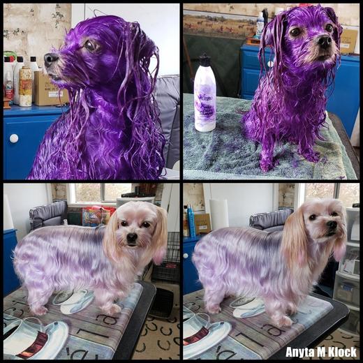 宠物染色香波-紫色 500ml OPAWZ小爪印 商品图12