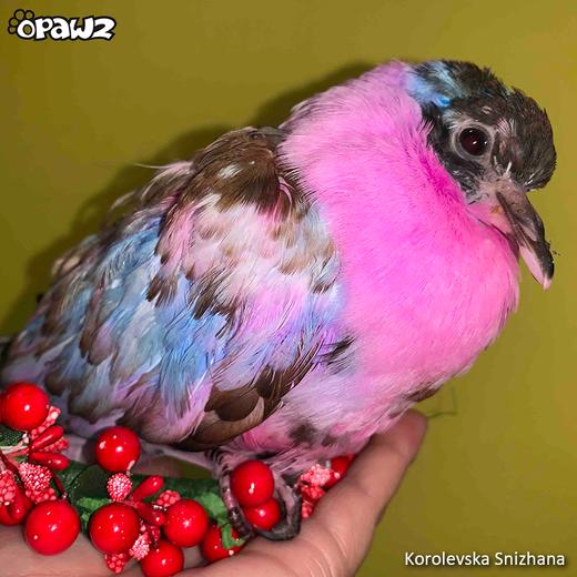 宠物染色香波-粉色 500ml OPAWZ小爪印 商品图11