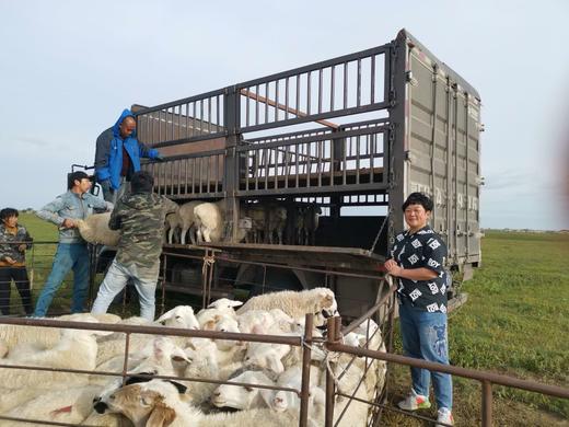 呼伦贝尔羊肉，天然散养，鲜美美味~超妈优选9年口碑好货 商品图4
