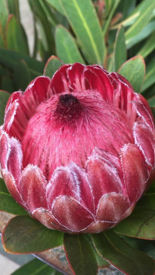 “杨月季”品牌～公主塞尔维亚 商品图1