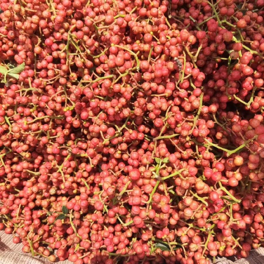 陕西富平花椒自家种植 250克 新品上市