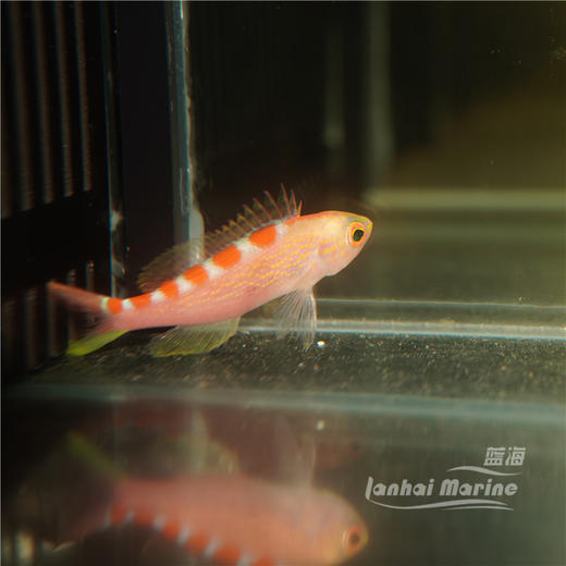 金虎纹宝石 商品图6