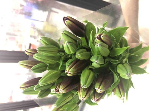 百合-黑宝石-三头-10枝/扎 商品图3