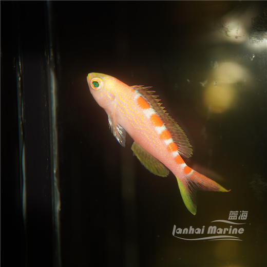 金虎纹宝石 商品图7