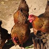 生态老母鸡 | 绿家自产 *Eco-hens | Self-production 商品缩略图2