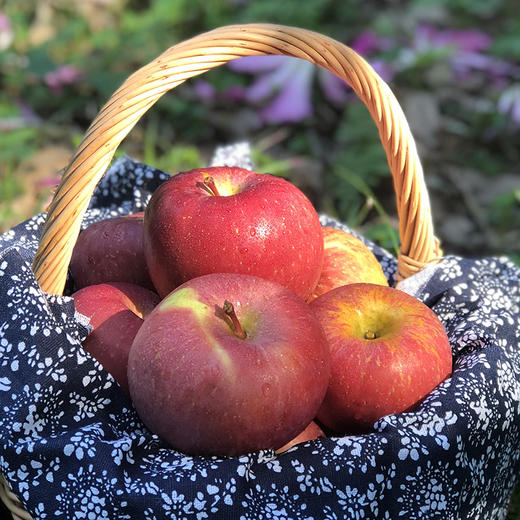 【产地直供】大凉山红将军丑苹果 果香浓郁