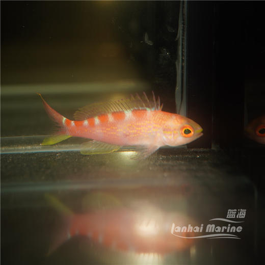 金虎纹宝石 商品图2