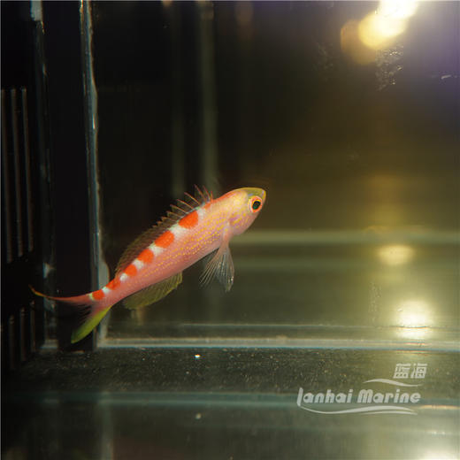 金虎纹宝石 商品图5