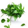 【植物】绿萝 商品缩略图0
