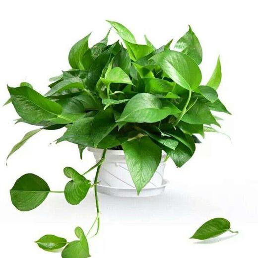 【植物】绿萝 商品图0