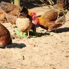 生态老母鸡 | 绿家自产 *Eco-hens | Self-production 商品缩略图1