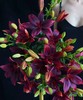 百合-黑宝石-三头-10枝/扎 商品缩略图0
