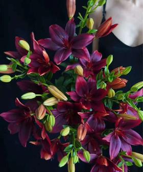 百合-黑宝石-三头-10枝/扎