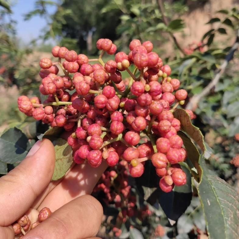 陕西富平花椒自家种植 250克 新品上市