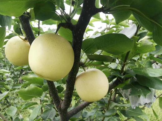 合作产品/ 有机黄金梨（基地直发）全国包邮，偏远地区除外 商品图4