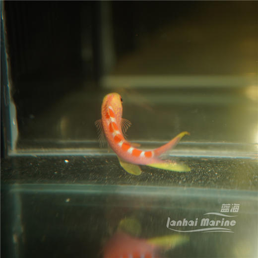 金虎纹宝石 商品图4