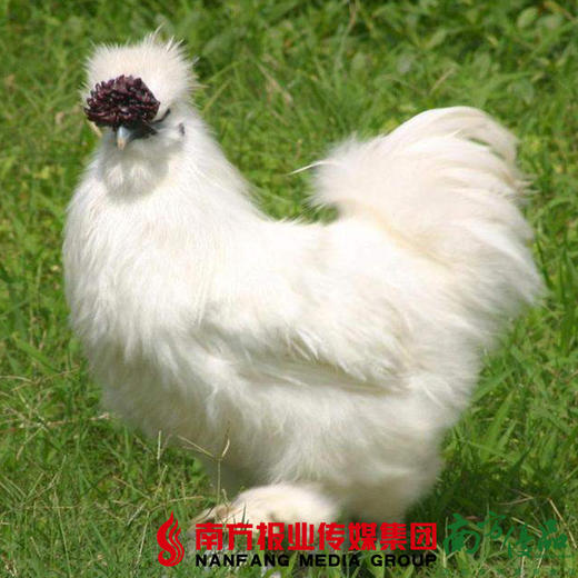 【珠三角包邮】乌鸡 2-2.6斤/ 只（3月26日到货） 商品图0