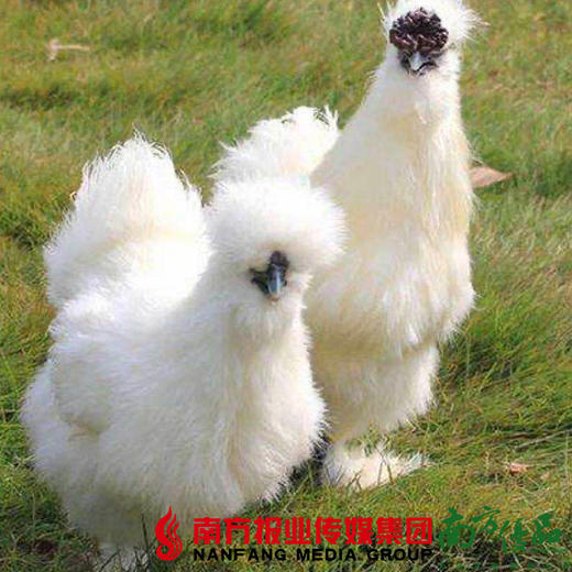 【珠三角包邮】乌鸡 2-2.6斤/ 只（3月26日到货） 商品图2