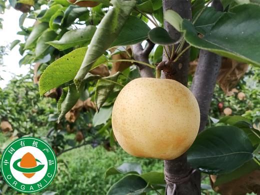 【产地直发包邮】小空山—有机黄金梨 商品图0