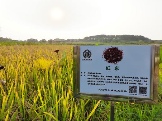 红米 /自产 有机种植 （民间自留种 常规稻）2025年新米 商品图1