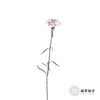 单头康乃馨 | 紫精灵 商品缩略图6