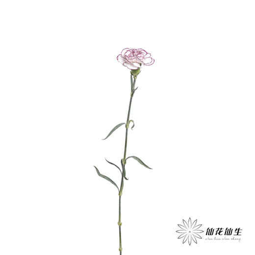 单头康乃馨 | 紫精灵 商品图6