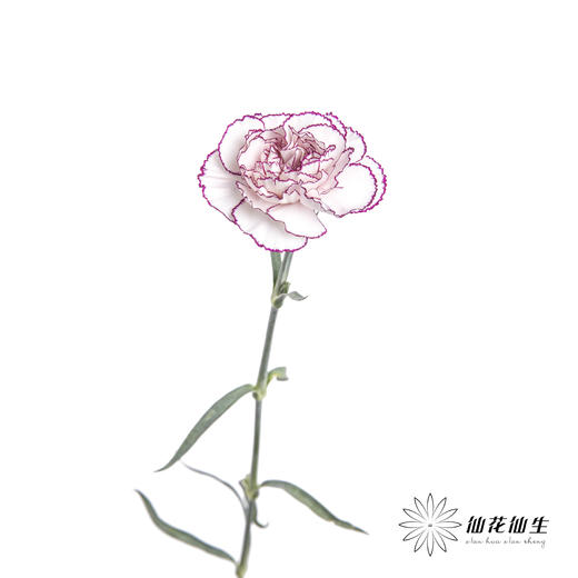 单头康乃馨 | 紫精灵 商品图4
