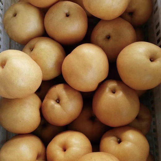 【厂商直发】小空山有机水果圆黄梨清甜多汁多规格可选包邮 商品图9