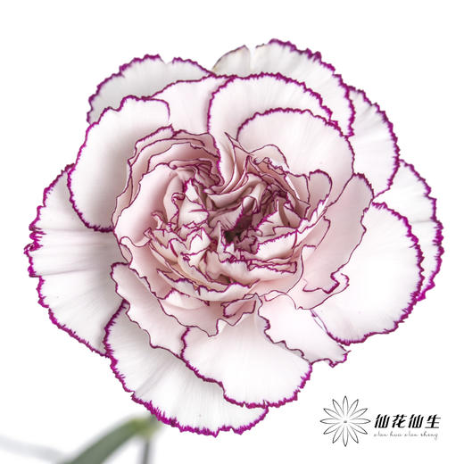 单头康乃馨 | 紫精灵 商品图0