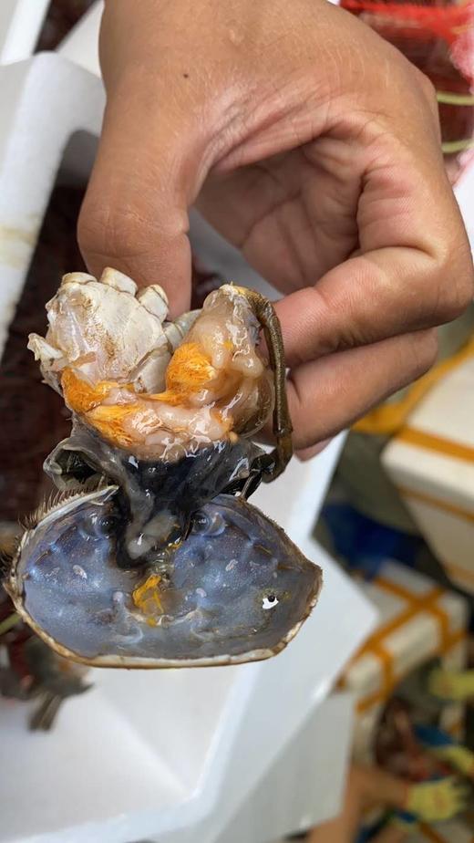 六月黄是大闸蟹生长期中的童子蟹壳薄肉嫩肉质丰满再鲜不过六月黄是