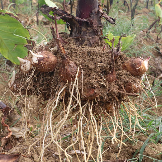 安顺普定【芋头】5斤装  软糯香甜 黏嫩可口 全国包邮（除新疆西藏青海外） 商品图1