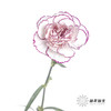 单头康乃馨 | 紫精灵 商品缩略图3