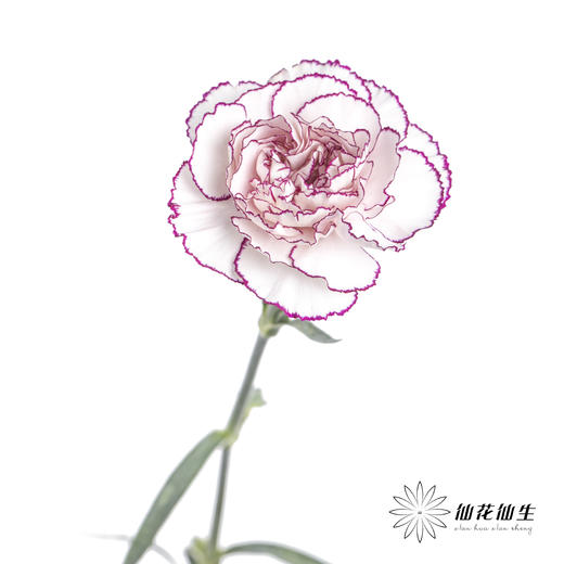 单头康乃馨 | 紫精灵 商品图3