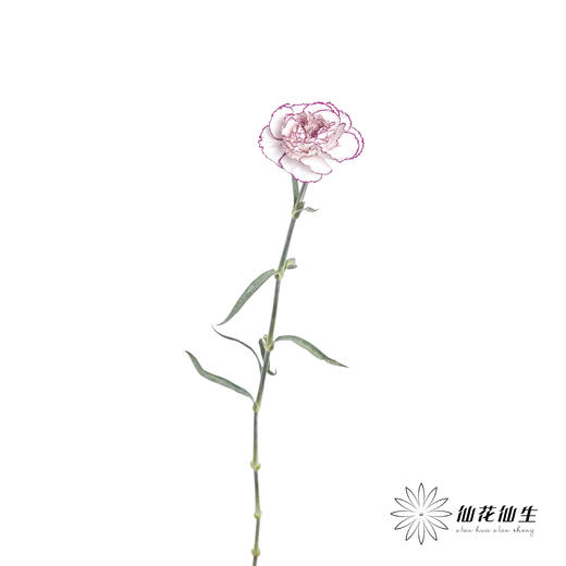 单头康乃馨 | 紫精灵 商品图5