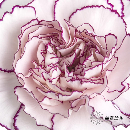 单头康乃馨 | 紫精灵 商品图2