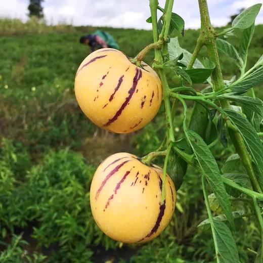 云南石林人参果香甜多汁肉嫩新鲜皮薄肉厚清香可口每一口都在挑逗你的