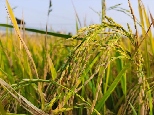 红米 /自产 有机种植 （民间自留种 常规稻）2025年新米 商品图2