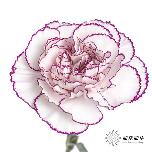 单头康乃馨 | 紫精灵 商品图1