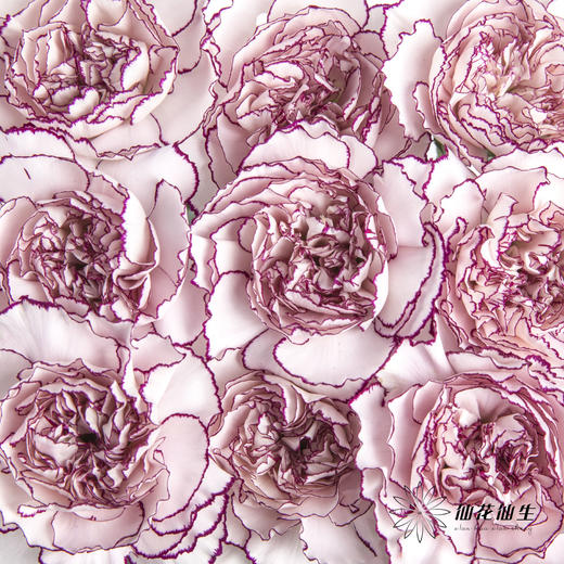 单头康乃馨 | 紫精灵 商品图7