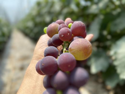 有机葡萄 味甜 巨峰葡萄的个头 玫瑰香的味道 商品图0